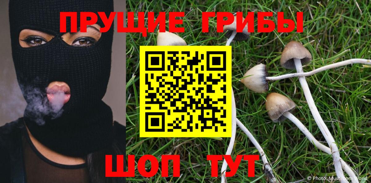 Псилоцибиновые грибы Psilocybe Жуковский